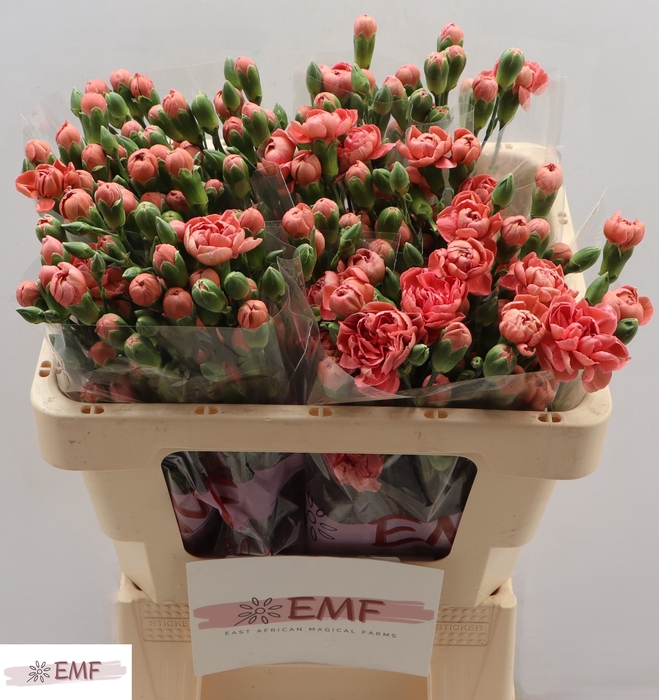 <h4>DI TR MISS TRENDY</h4>