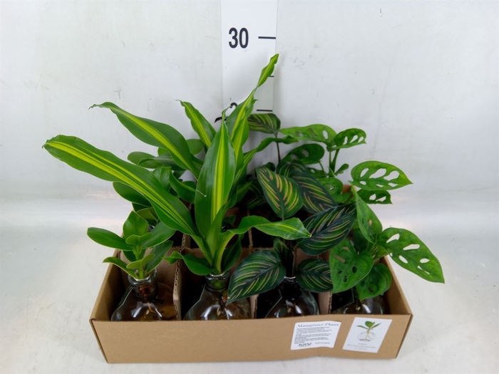 <h4>Planten  ..mix</h4>