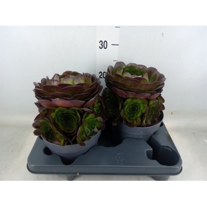 Aeonium arboreum 'Velours'