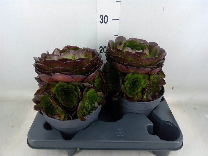 <h4>Aeonium arboreum 'Velours'</h4>