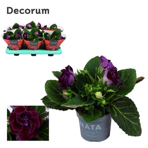Gloxinia Sonata Purple