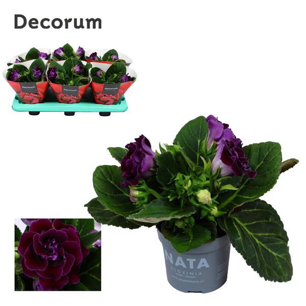 <h4>Gloxinia Sonata Purple</h4>