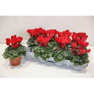 Cycl Kl Sup Micro Red