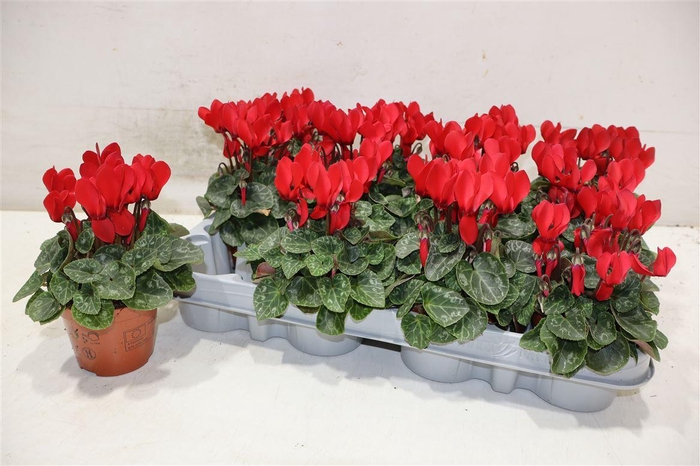 <h4>Cycl Kl Sup Micro Red</h4>