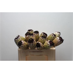 Protea Barb Niobe No Leaves