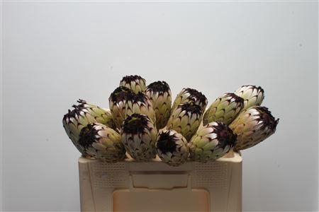 <h4>Protea Barb Niobe No Leaves</h4>