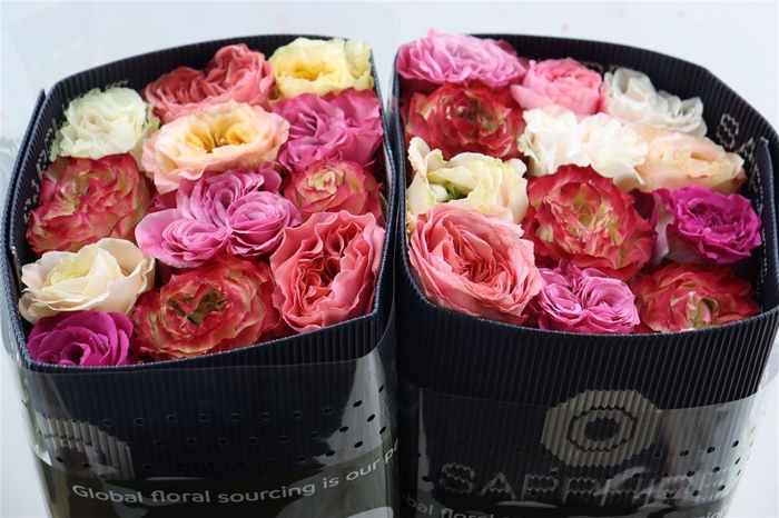 <h4>R Gr Garden Rainbow</h4>