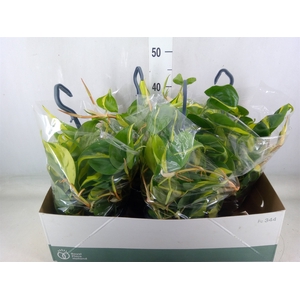 Philodendron scand. 'Brasil'