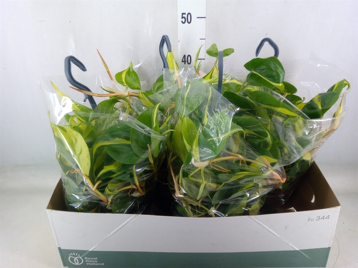 <h4>Philodendron scand. 'Brasil'</h4>