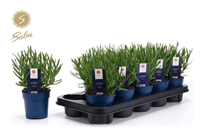 <h4>LAVAN AN FELICE</h4>