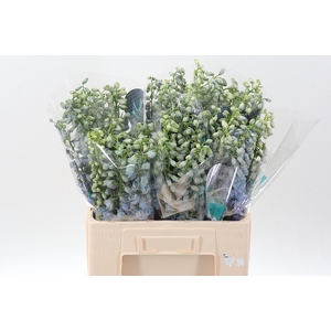 Delph Du Guard Laven 60cm