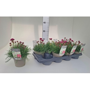 ARMERIA MARITIMA