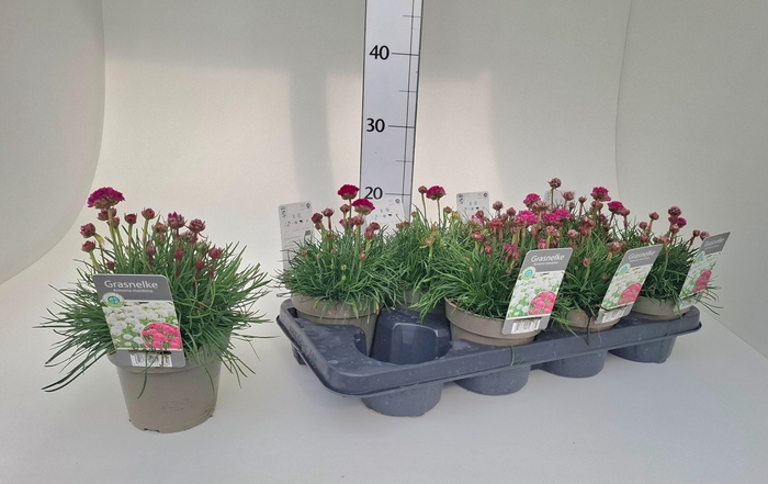 <h4>ARMERIA MARITIMA</h4>