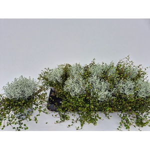 LEUCOPH BROWNII