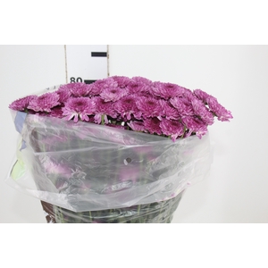 CRISANTEMO SANTINI ORIZABA 080 CM