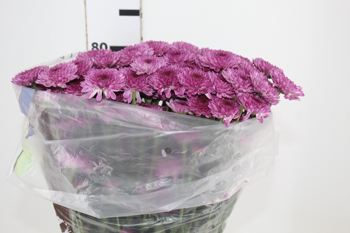 <h4>CRISANTEMO SANTINI ORIZABA 080 CM</h4>