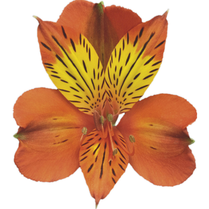 ALSTROEMERIA CINNAMON 070 CM