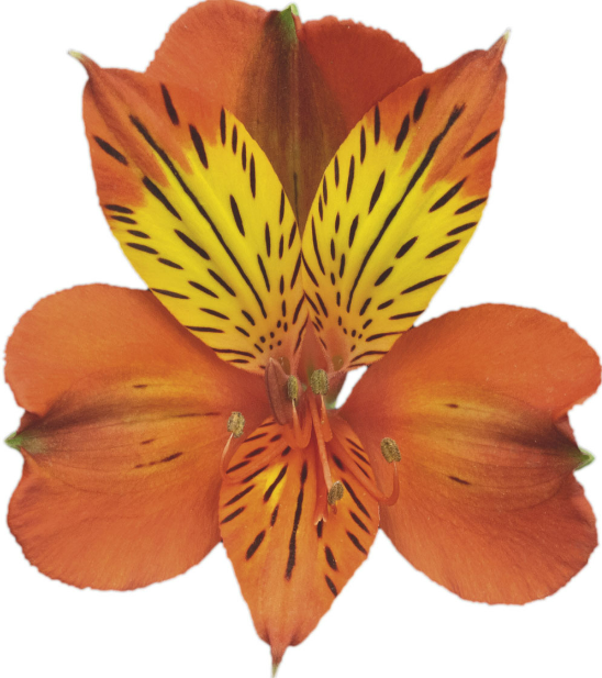 <h4>ALSTROEMERIA CINNAMON 070 CM</h4>