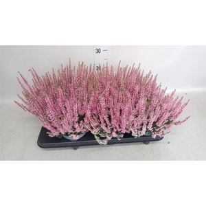 Calluna vulg. 'Beauty L Michelle'