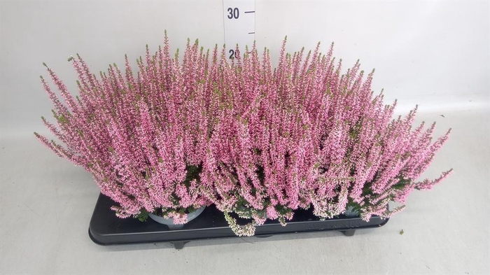 <h4>Calluna vulg. 'Beauty L Michelle'</h4>