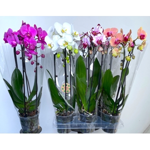 PHAL EL CASCADE