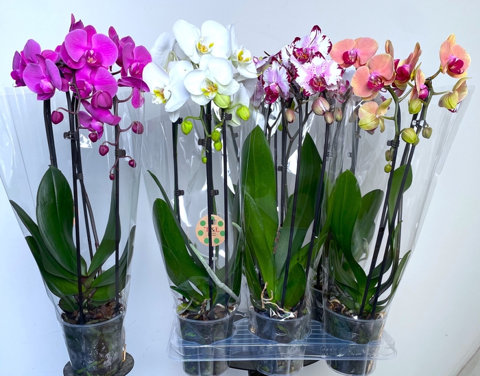 <h4>PHAL EL CASCADE</h4>