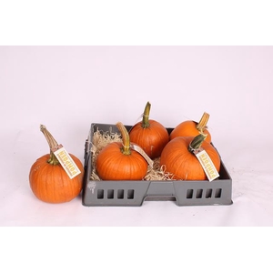CUCURBITA