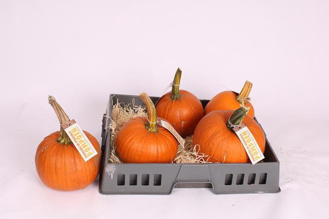<h4>CUCURBITA</h4>