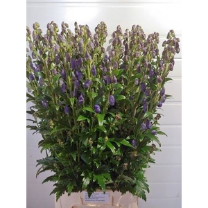 Aconitum Car Arendsii