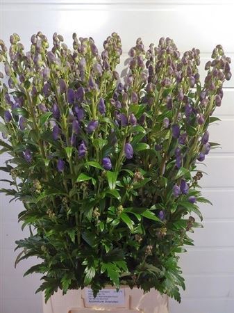 <h4>Aconitum Car Arendsii</h4>