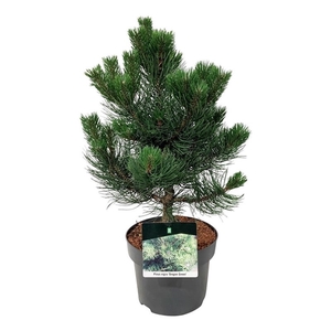 Pinus nigra 'Oregon Green'