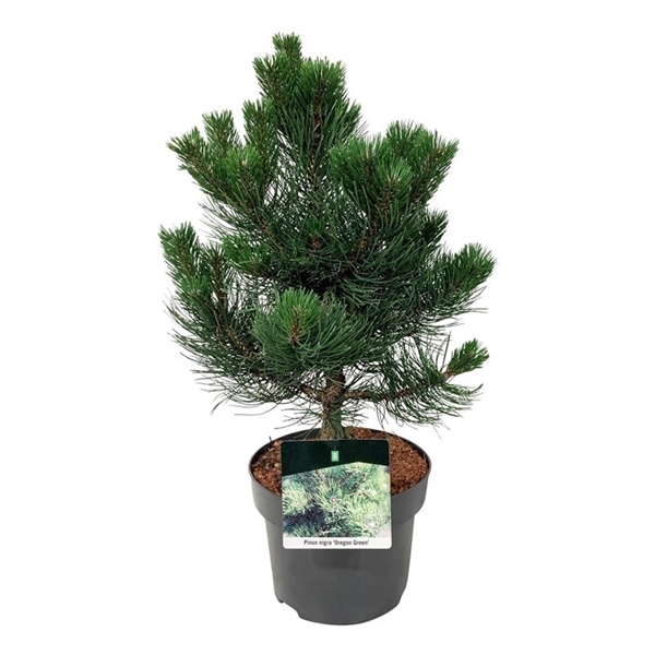 <h4>Pinus nigra 'Oregon Green'</h4>