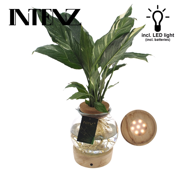<h4>Spathiphyllum Diamond in Bolglas + Klikkurk + LED</h4>