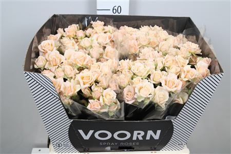 <h4>Rosa TR 'Justine'</h4>