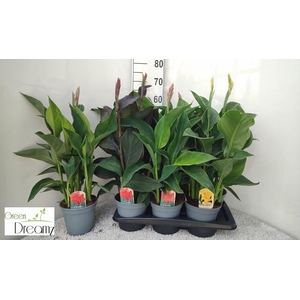 CANNA CANNOVA GEM