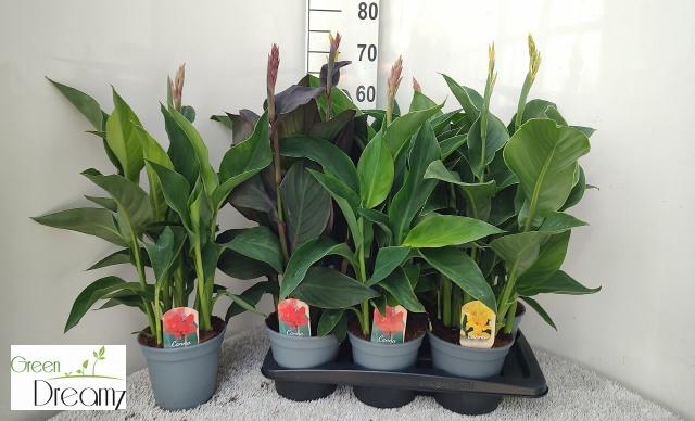 <h4>CANNA CANNOVA GEM</h4>