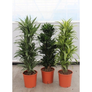 Dracaena fragrans mixkar 30