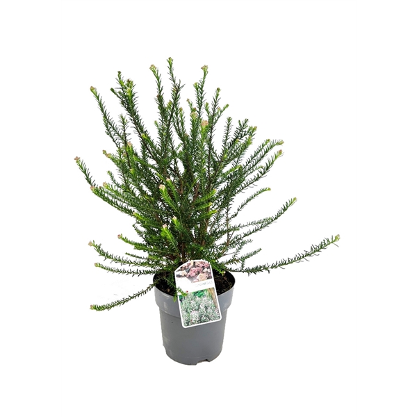 <h4>Ozothamnus rosmarinifolius</h4>