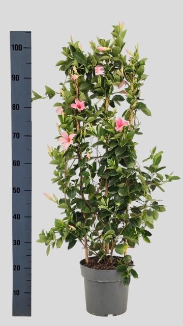 <h4>MANDE SUN CR PINK</h4>