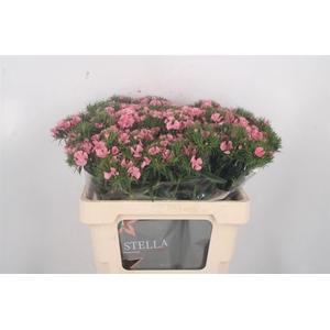 Di Barb Breanthus Earl Pale Pink.