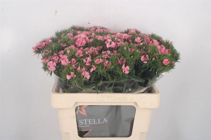 <h4>Di Barb Breanthus Earl Pale Pink.</h4>