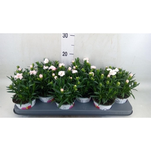 Dianthus  'Super Trouper Oscar'