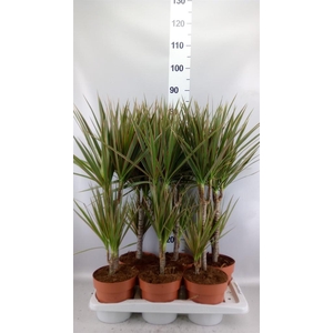 Dracaena marg. 'Bicolor'