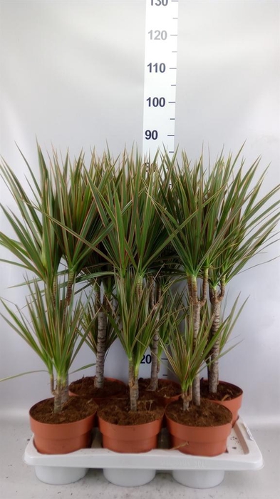 <h4>Dracaena marg. 'Bicolor'</h4>