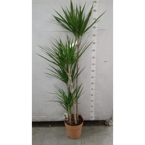 Dracaena marg.