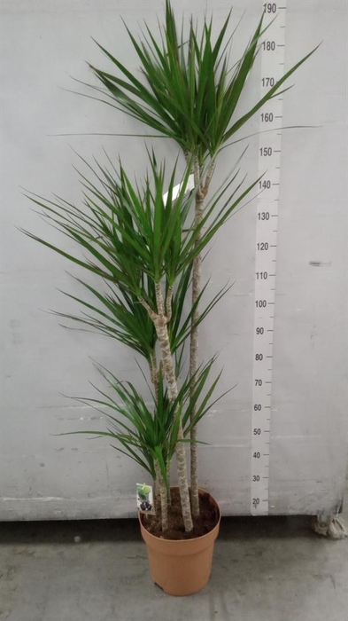 <h4>Dracaena marg.</h4>