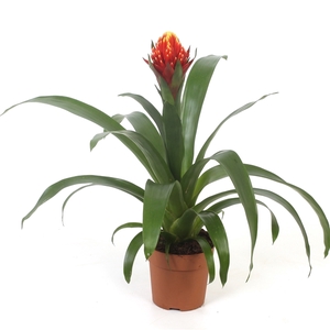 Guzmania Torch