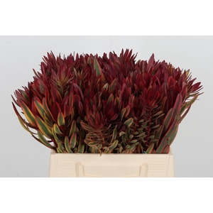 Leucadendron Jester