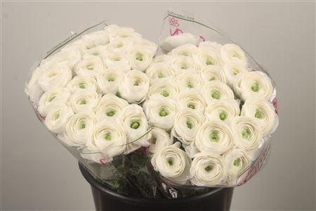 <h4>Ran.. Su White Succes Extra</h4>