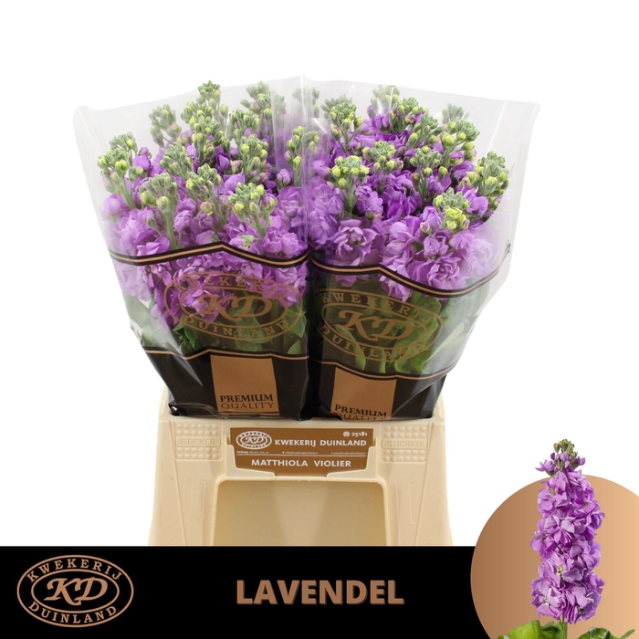 <h4>Matth Mathilda Lavender</h4>